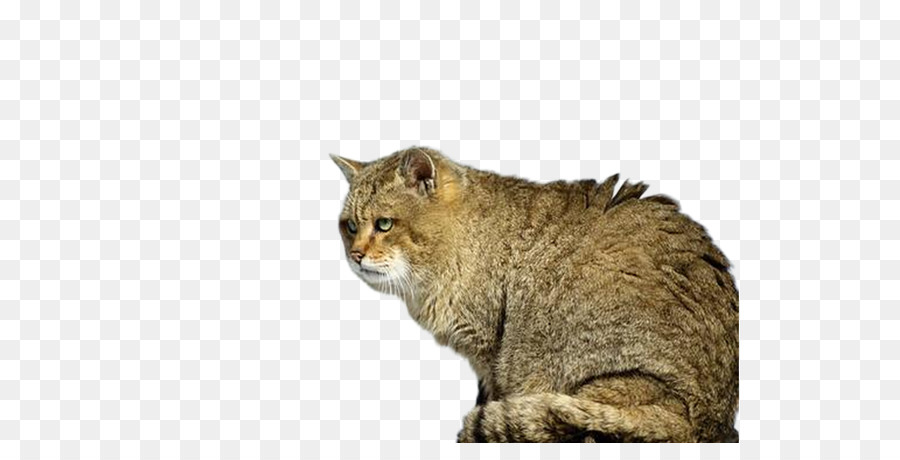 Prionailurus bengalensis euptilurus Wildcat Lynx Kätzchen - Creative face Speichel kitten-Bild