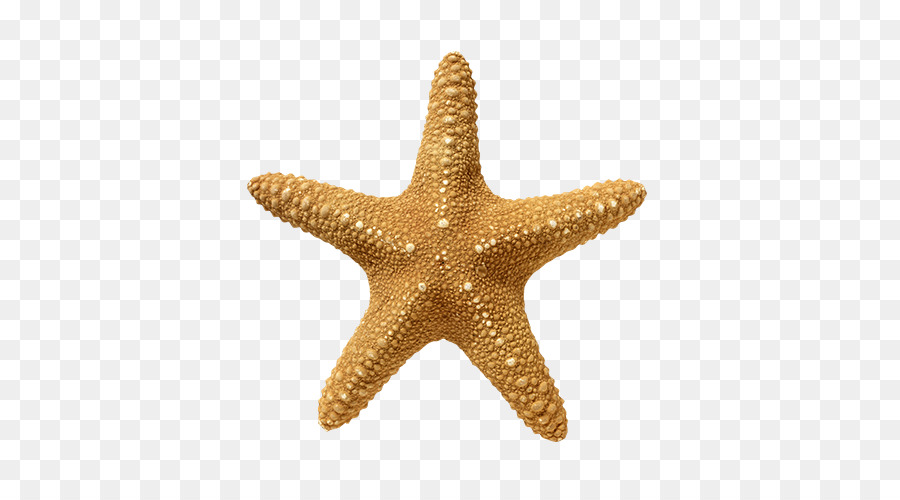 Con sao biển da gai tỷ lệ Vàng, Chứng khoán nhiếp ảnh - con sao biển