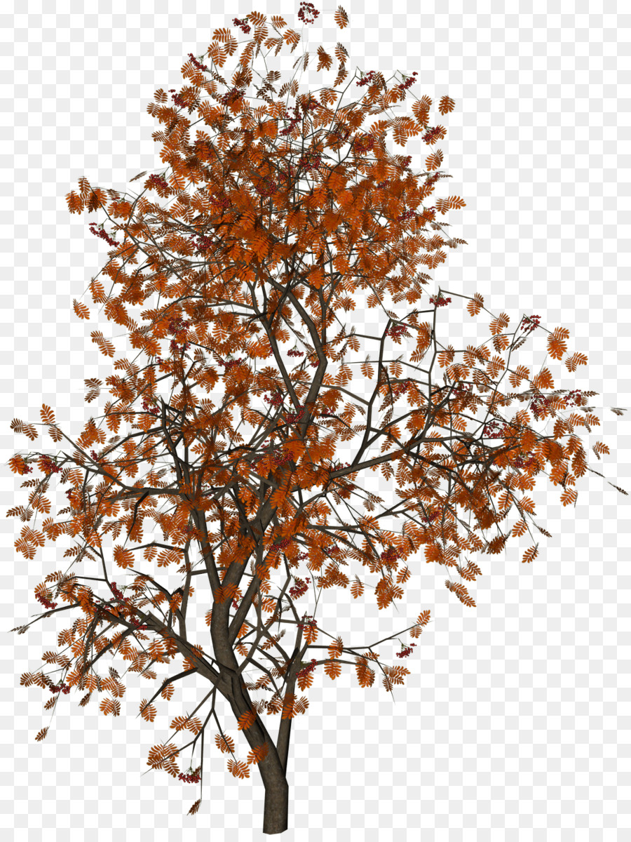 Populus đen màu lá Cây mùa Thu - đỏ,cây