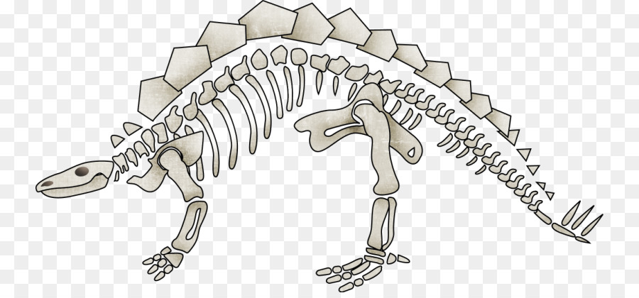 Dinosauro Tyrannosaurus scheletro Umano - dinosauro scheletro