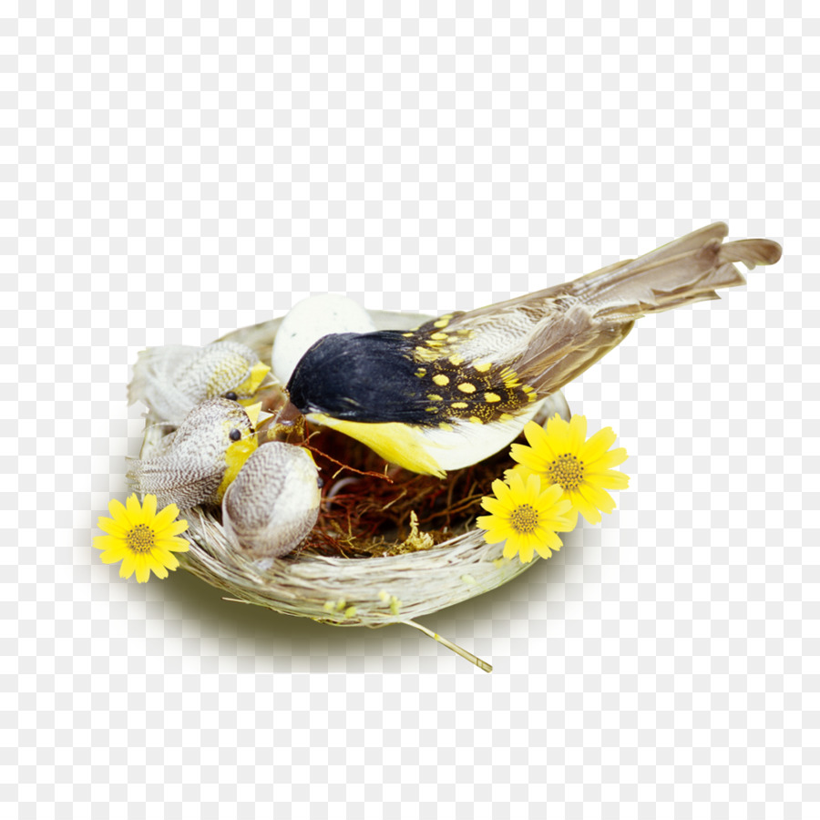 Commestibili uccelli nidificano Cuscino Icona - Nido di uccello