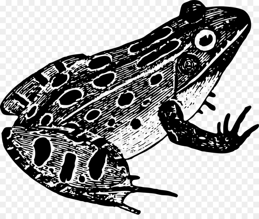 Leopard Leopard frog Frosch Clip art - Schwarz Frosch
