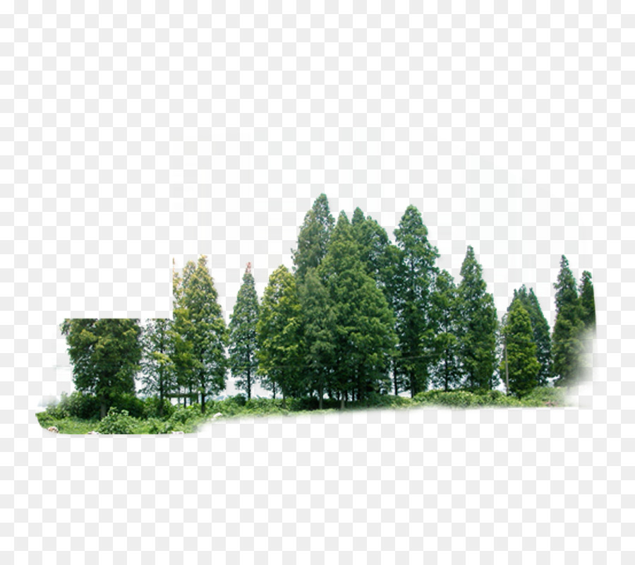 Baum Wald Grün - Wald