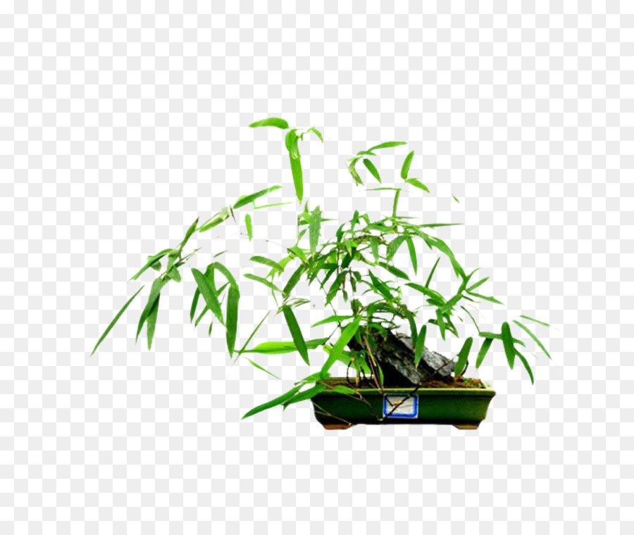 Bambù Bonsai Rhapis excelsa Bambus ventricose Bambusa multiplex u2018Fernleafu2019 - Bambù verde