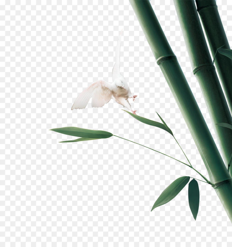 Bamboo Green Bird Bamboe - Bambù verde