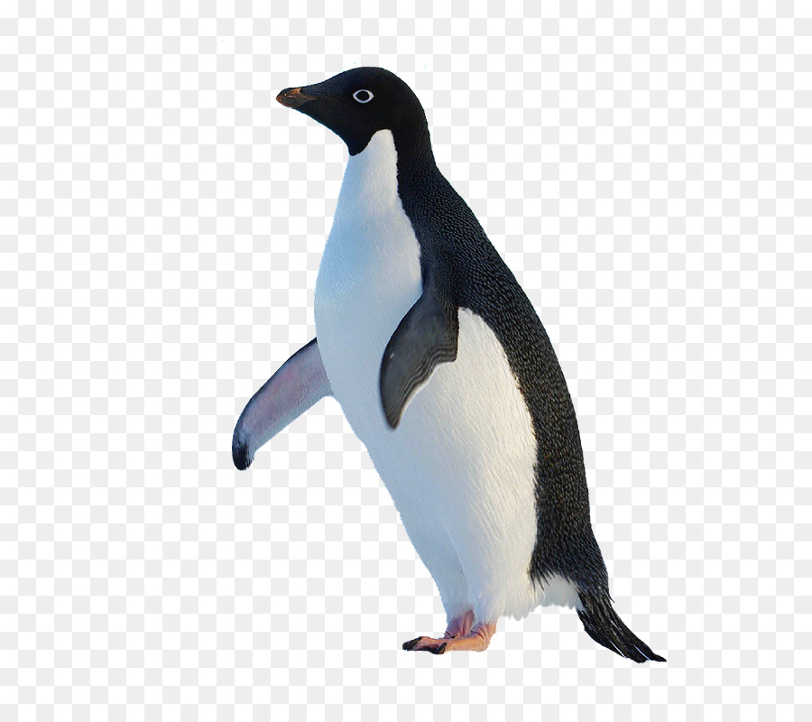 Pinguino reale Pinguino originale - piuttosto pinguini