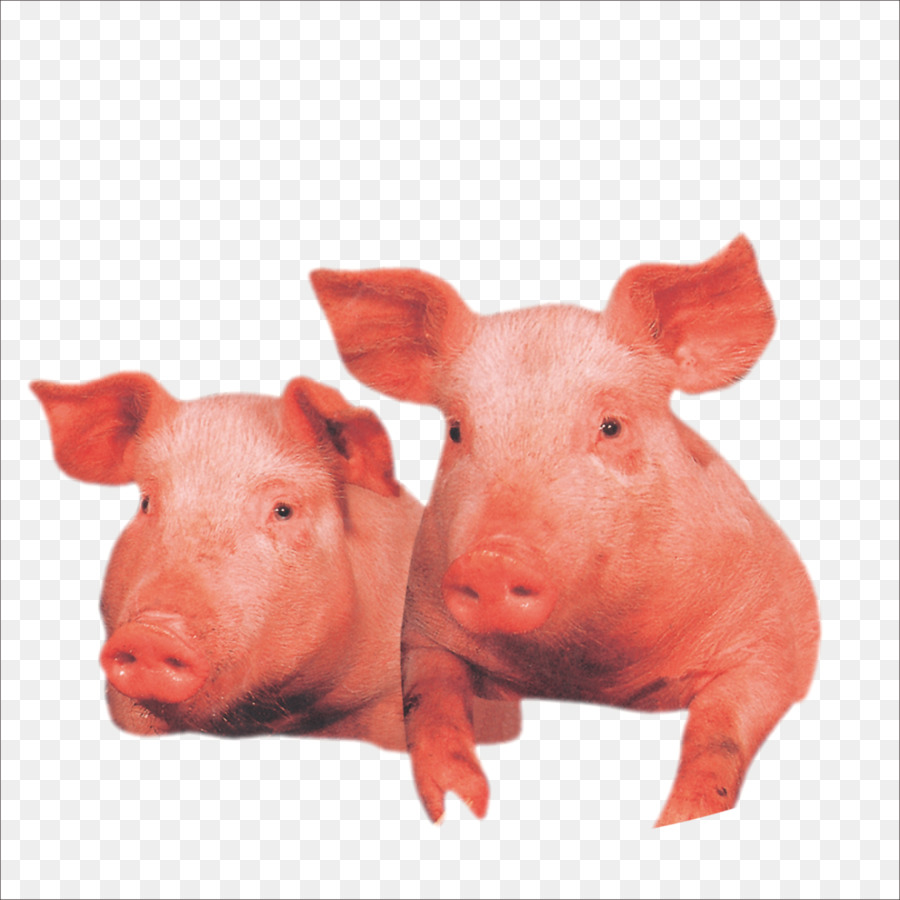 Hausschwein Wilbur Vieh - Schwein