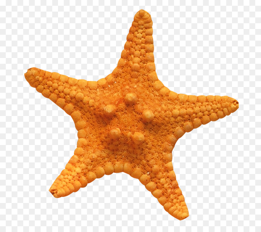 Con sao biển cá Ngựa chứng khoán.xchng Chứng nhiếp ảnh - Một con sao biển