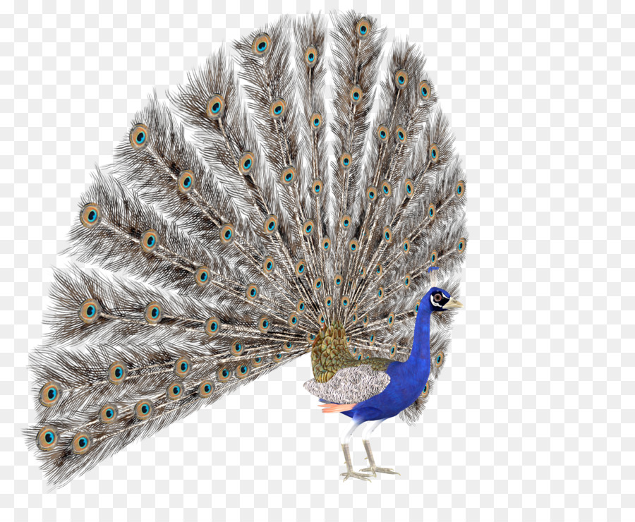 Peafowl Feather