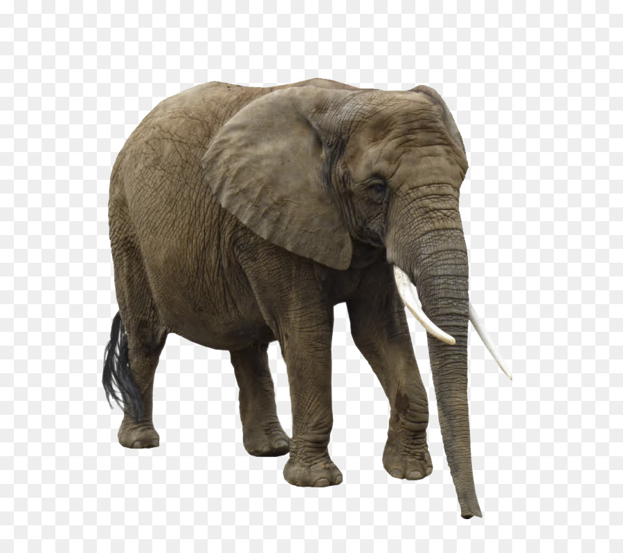Voi châu á châu Phi voi Clip nghệ thuật - con voi