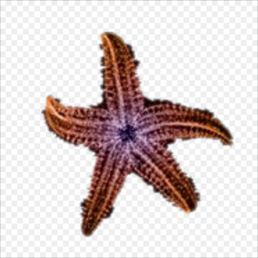 Sao Bãi Biển Cát - con sao biển