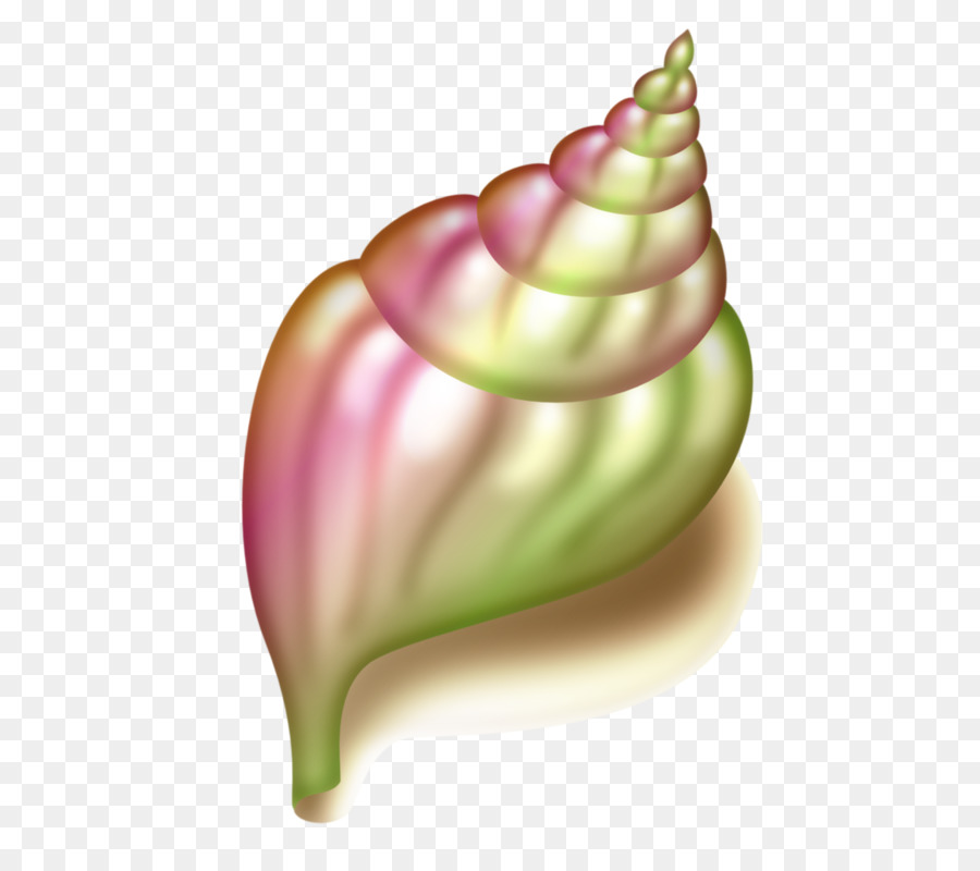 Seashell-Muschel-clipart - Wurde conch