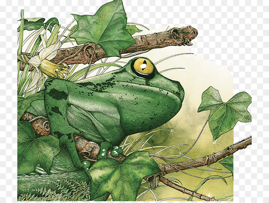 True Frosch Amazonas-Regenwald, Tropischer Regenwald, Tropen - Tropischen Regenwald Frosch illustrator