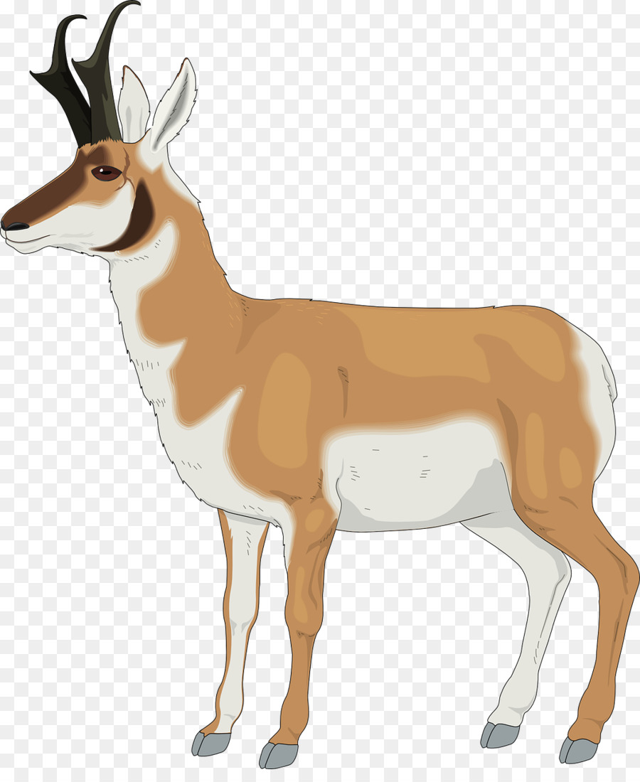Antilope Pronghorn Clip art - Cervo arancione