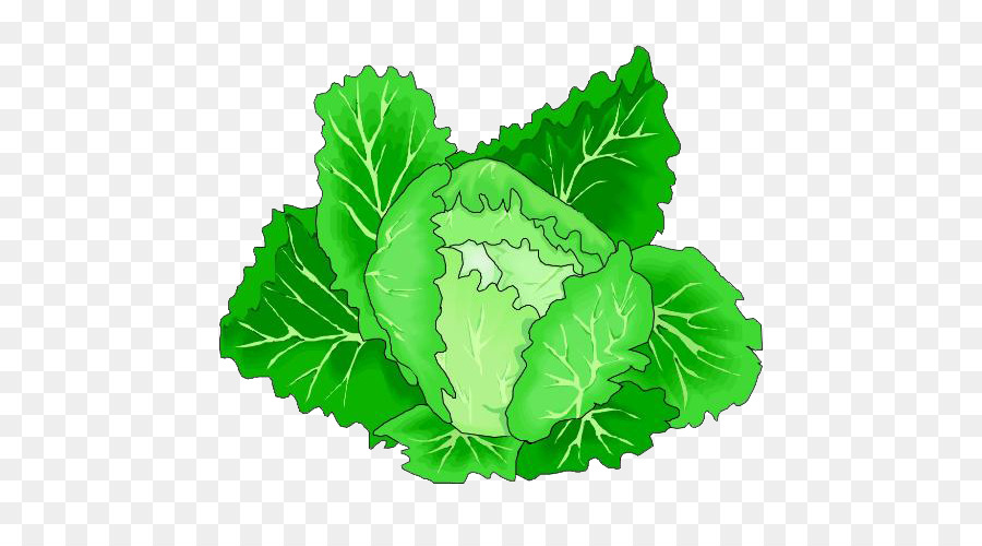 Verdure in foglie di Cavolo Clip art - Cartoon cavolo verde verdure