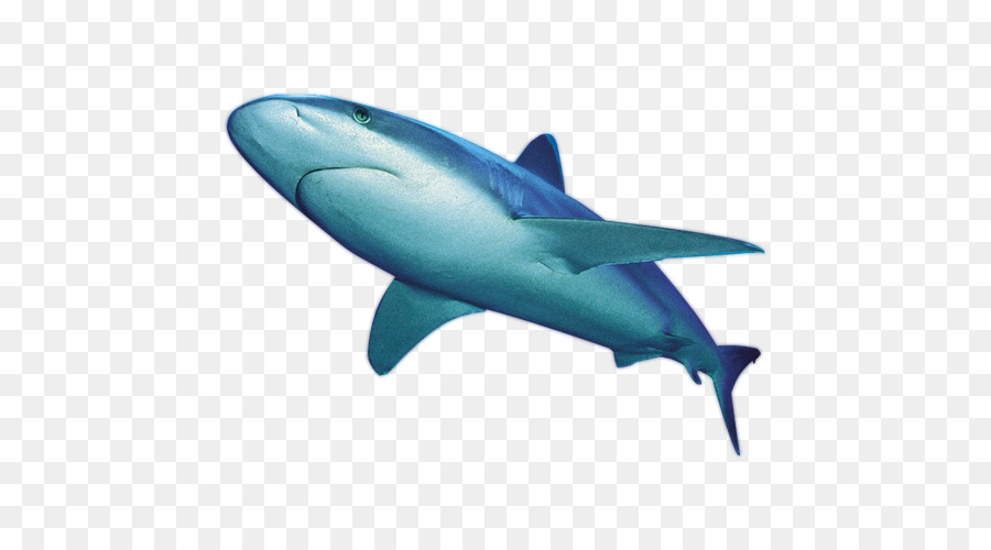 Shark Fin Background