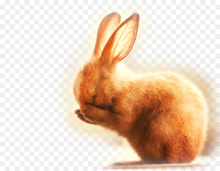 Con Chó Con Thỏ Nhiếp Ảnh Dễ Thương - Con thỏ nhỏ dễ thương