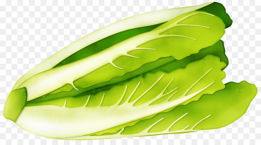 Napa cabbage, Romaine kopfsalat, Gemüse - Kohl pflanzlichem material