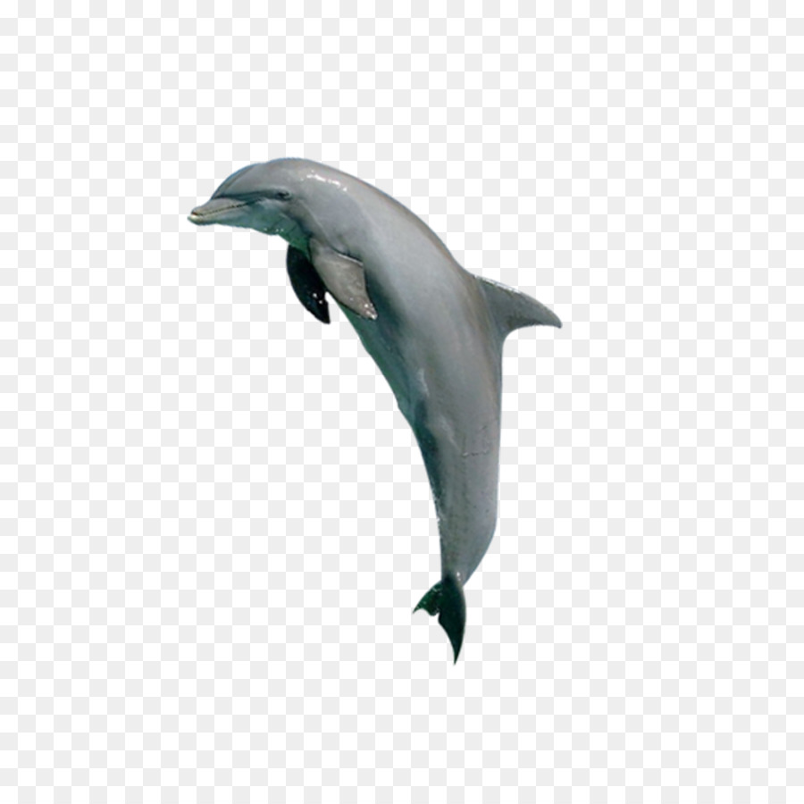Tucuxi Common bottlenose dolphin Porpoise Killer whale - Tiere Delphine