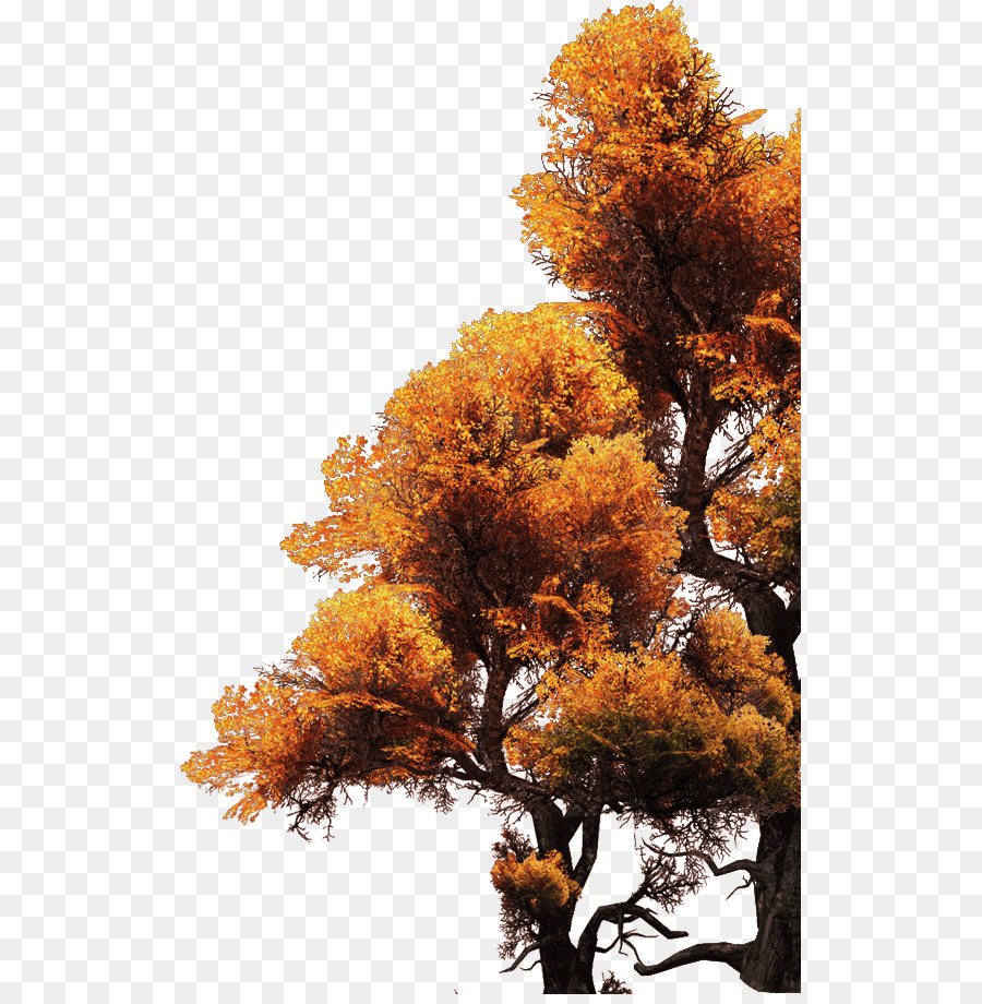 Maple Tree - Golden Tree
