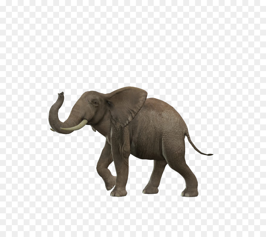 Afrikanischer Elefant asiatischer Elefant African forest elephant - Elefant