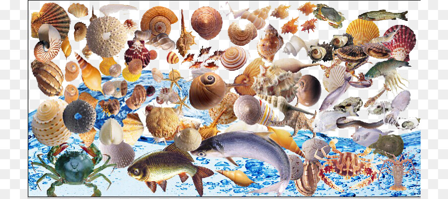 Vỏ sò Cua ốc Biển nhánh ốc caenogastropoda - Đáy biển vỏ ốc xà cừ cá