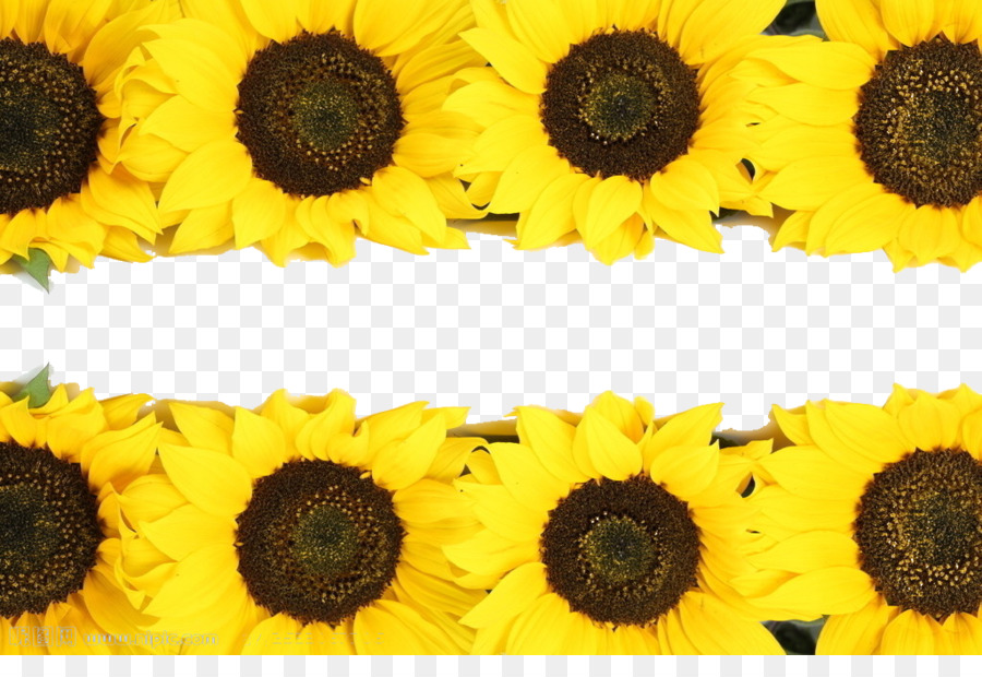 Gemeinsame Sonnenblume - Sonnenblume-Grenze