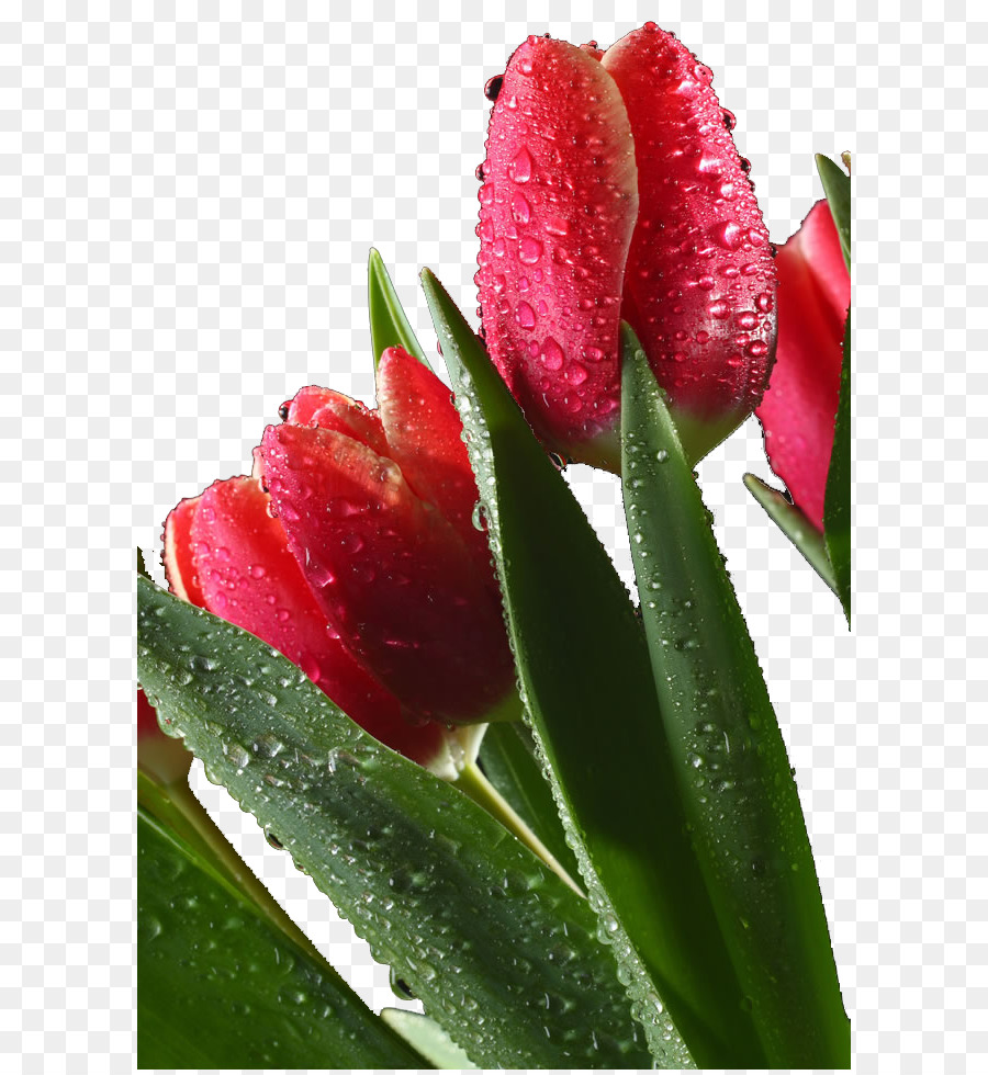 Goccia Tulipano Fiore Rosso - Tulipani rossi con gocce d'acqua