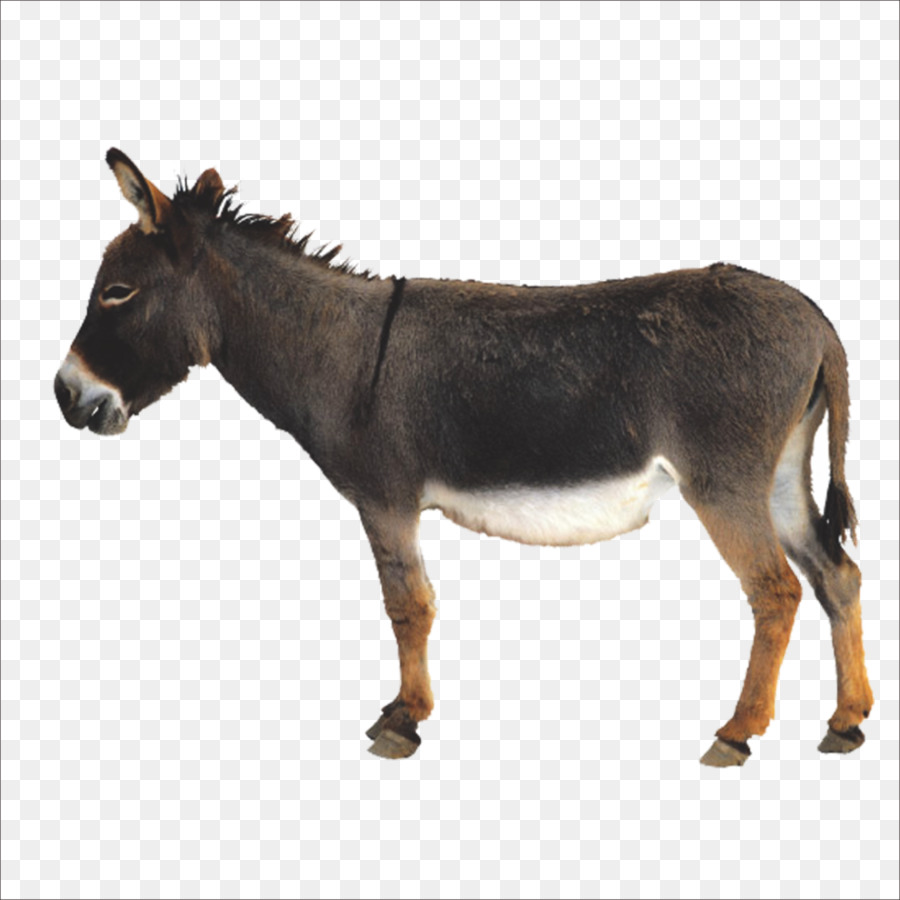 Donkey Biểu Tượng - Donkey