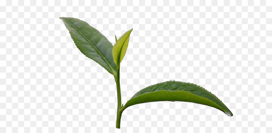 Il tè verde Sparare - tè verde