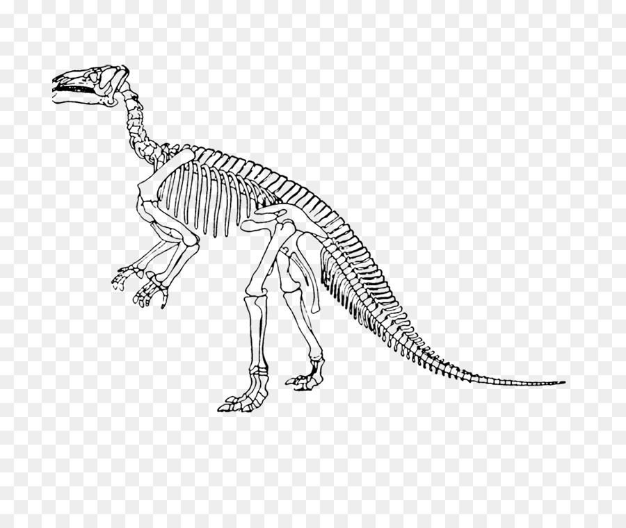 Iguanodon Tyrannosaurus Lesothosaurus Velociraptor Edmontosaurus annectens - Dinosaurier-Skelett