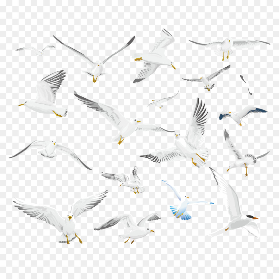 Gabbiani Bird Fare Di Più! - Flying Pigeon Collezione Creativa