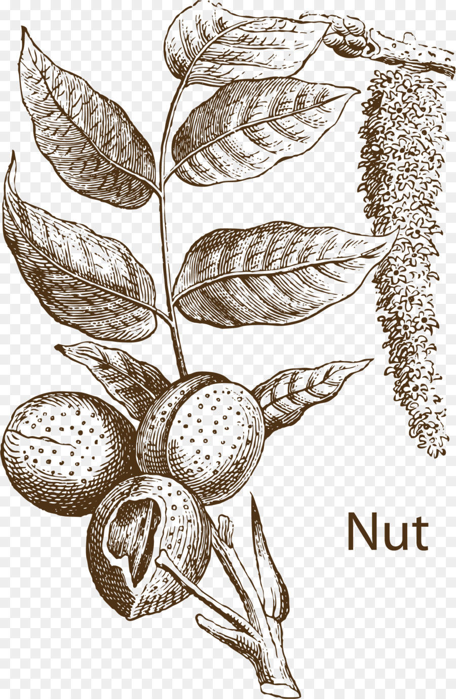 Zeichnung obstbaum Abbildung - Obst Kräuter