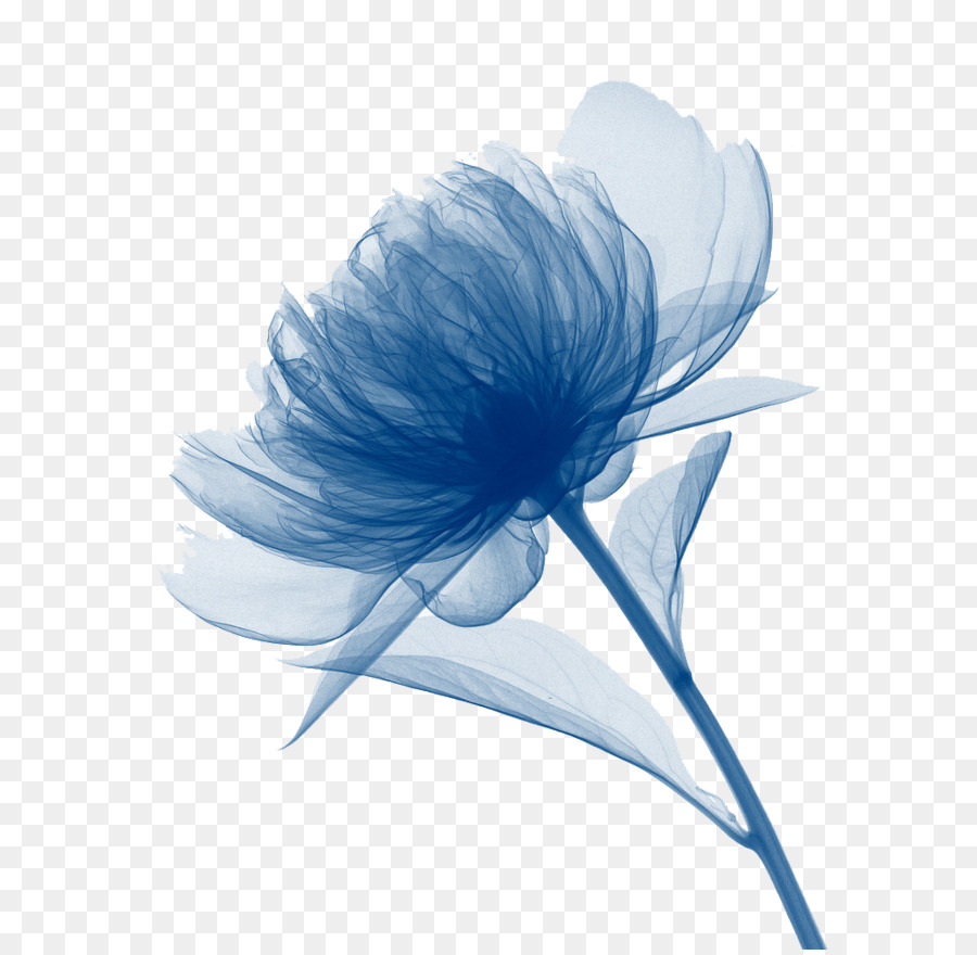 Tela stampa d'Arte di pittura ad Acquerello - Crisantemo motivi decorativi