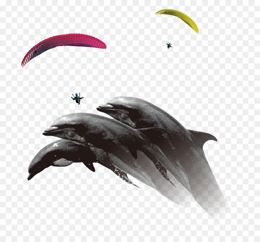 Il delfino comune di Focene Paracadutismo, Paracadute - dolphin creativo