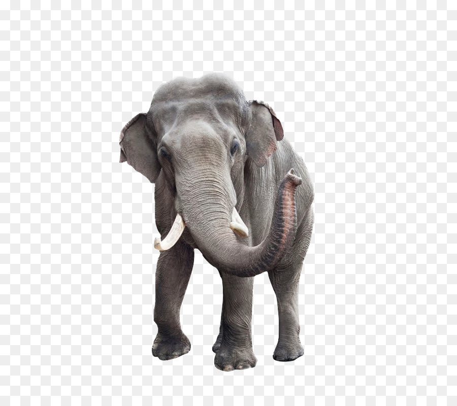 Afrikanischer Elefant Indischer Elefant Stock Fotografie - Elefant