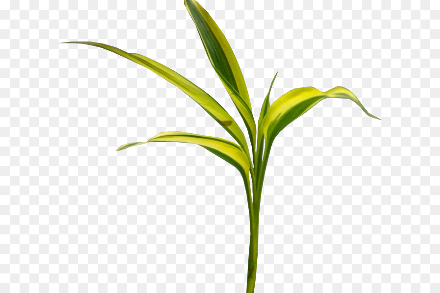 Blatt Mais ICO-Symbol - mais Blätter