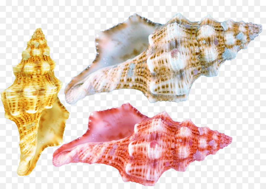 Seashell Conchology Meer Schnecke - Conch shell-material