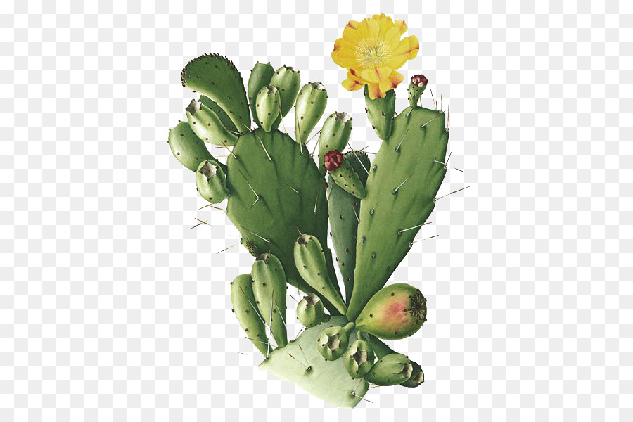 Cactaceae Opuntia monacantha illustrazione Botanica Disegno di San Pedro Cactus - Dipinto a mano cactus