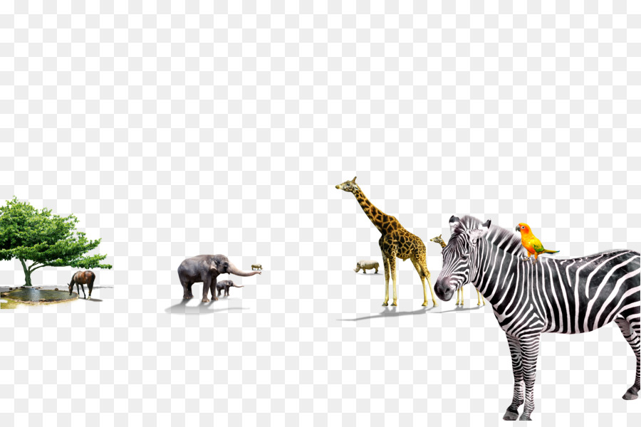 Quagga La Giraffa E Zebra Animale - Animale zebra