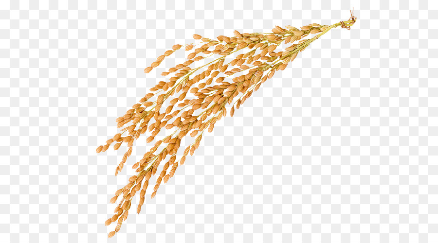 Golden riso Oryza sativa Cariosside - Riso materiale