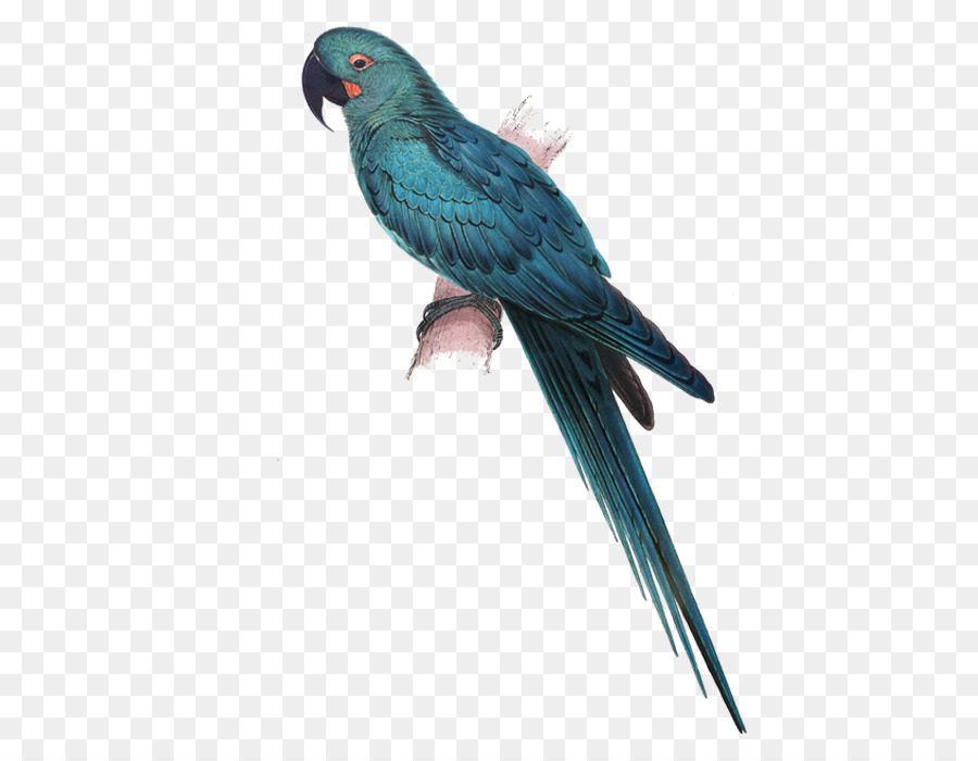Illustrationen der Familie von Psittacidae oder von Papageien, Lears-ara Hyazinth-ara Glaucous macaw - Blue Parrot