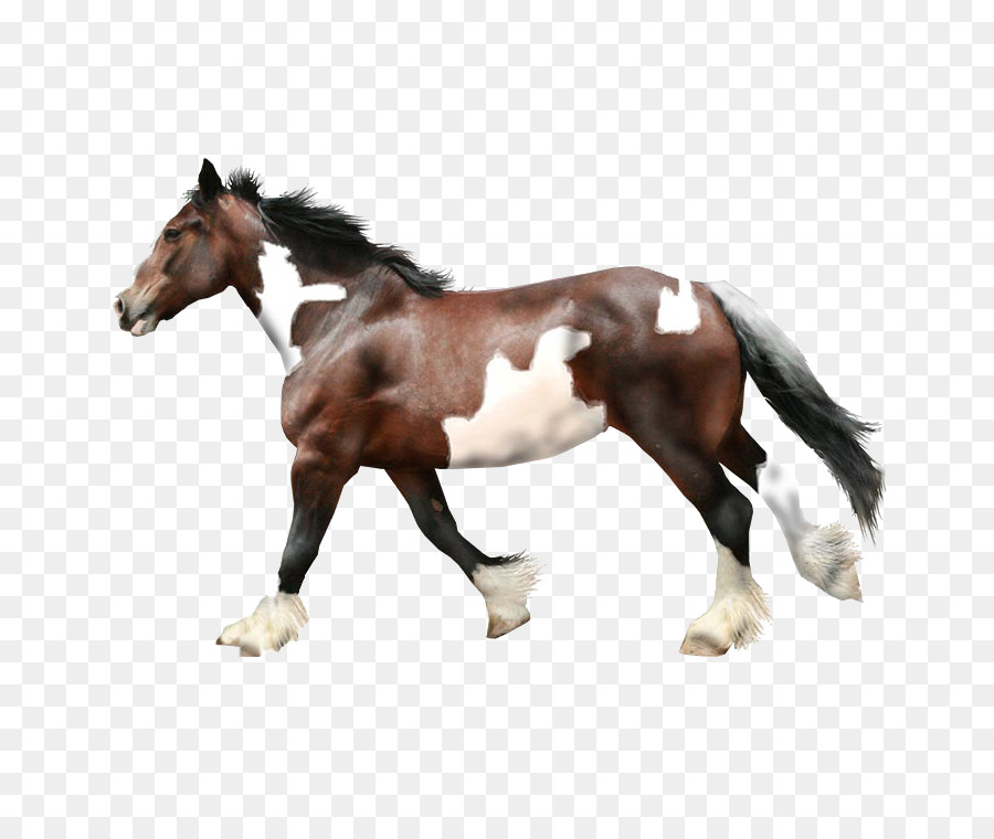 Pferd Hengst - Running horse