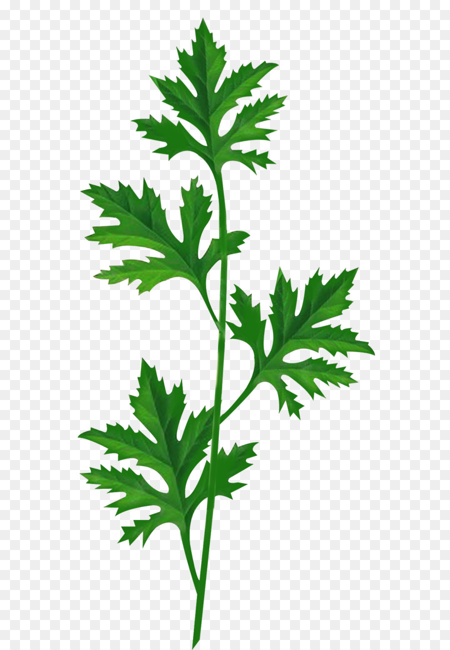 Artemisia argyi Verpackung und Kennzeichnung Krautige pflanze - Pflanze Blätter