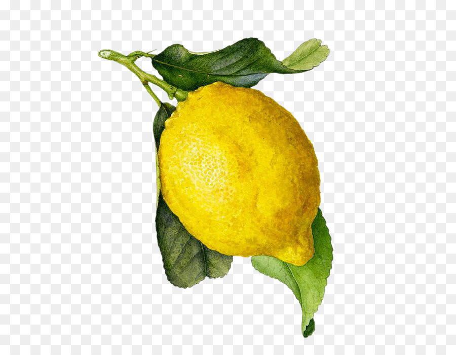 Succo di Limoncello Limone pittura ad Acquerello illustrazione Botanica - limone