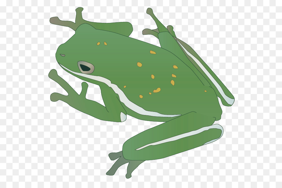 Amphibien Reptilien Frosch Insekt - Vektor-Frosch