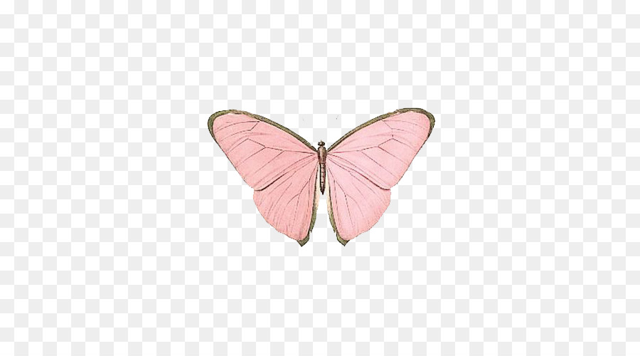 Farfalla Papillon cane Insetto Nymphalidae Rosa - Farfalla Rosa