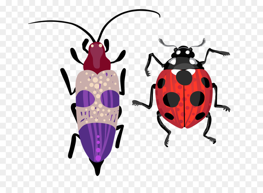 Käfer-Zeichnung-Illustration - Ladybug