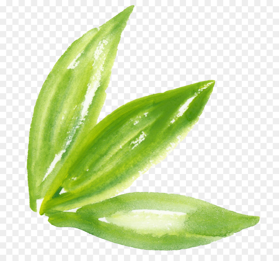 Aquarell Malerei Grün - Aquarell grüne Blätter