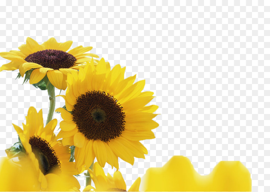 Columbia University GitHub Inc. Common sunflower Rege Gelbe Pflanze - Gelbe Sonnenblume